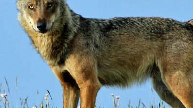 Aiuti per smaltire le carcasse Aiuti per smaltire le carcasse