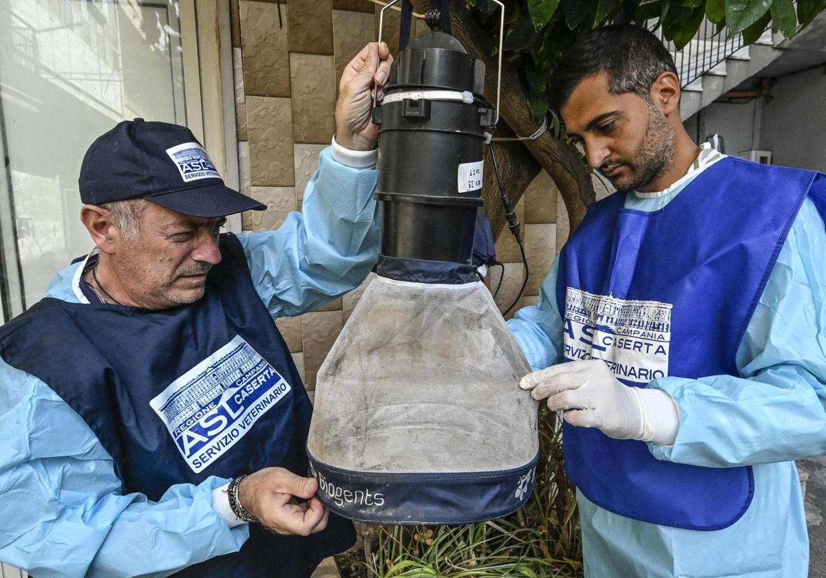 West Nile, primo caso in Umbria. Una donna ha contratto il virus. Scatta il trattamento anti zanzare West Nile, primo caso in Umbria. Una donna ha contratto il virus. Scatta il trattamento anti zanzare