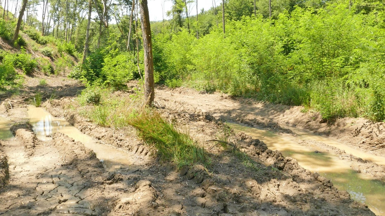 GROSSETO "A quasi un anno di distanza dai disastrosi tagli della vegetazione ripariale sul fiume Ombrone presso la località Berrettino a...
