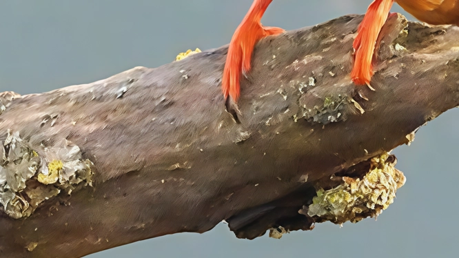 L'Oasi di Arnovecchio a Empoli apre le sue porte per l'Estate del Martino, offrendo la possibilità di avvistare il raro Martin pescatore e altri uccelli in un'esperienza naturalistica gratuita su prenotazione. Un'occasione unica per gli amanti del birdwatching. L'Oasi di Arnovecchio a Empoli apre le sue porte per l'Estate del Martino, offrendo la possibilità di avvistare il raro Martin pescatore e altri uccelli in un'esperienza naturalistica gratuita su prenotazione. Un'occasione unica per gli amanti del birdwatching.
