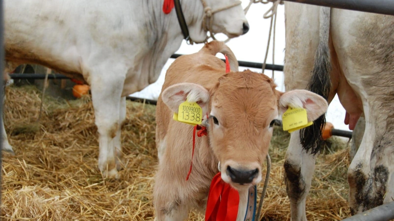 Tutti a Vernio oggi all’Antica fiera di San Giuseppe: si raccomanda a chi si sposta da Prato o da altre... Tutti a Vernio oggi all’Antica fiera di San Giuseppe: si raccomanda a chi si sposta da Prato o da altre...