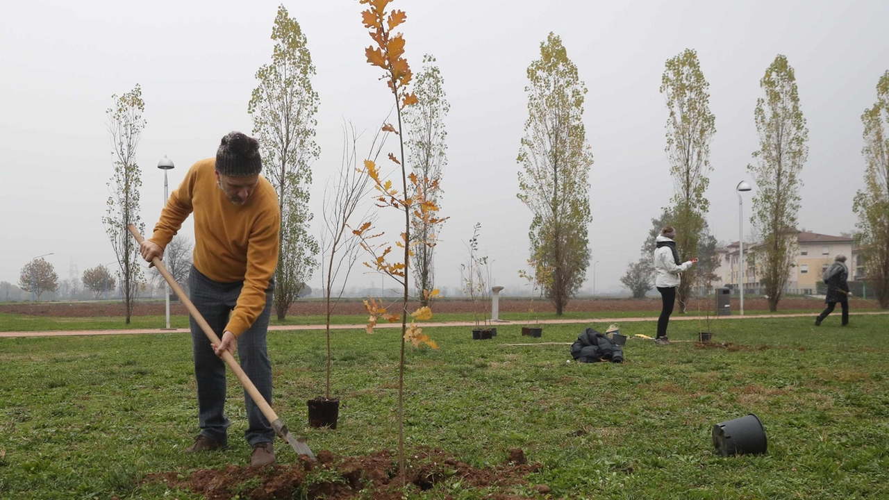 In arrivo oltre duemila piante nel territorio di Sesto Fiorentino In arrivo oltre duemila piante nel territorio di Sesto Fiorentino