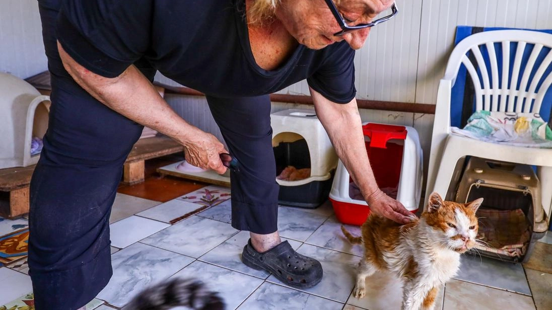 Grazie alla generosità della comunità i gatti di Bagno a Ripoli ora possono stare all’asciutto e mangiare in un luogo confortevole (FotoGermogli) Grazie alla generosità della comunità i gatti di Bagno a Ripoli ora possono stare all’asciutto e mangiare in un luogo confortevole (FotoGermogli)