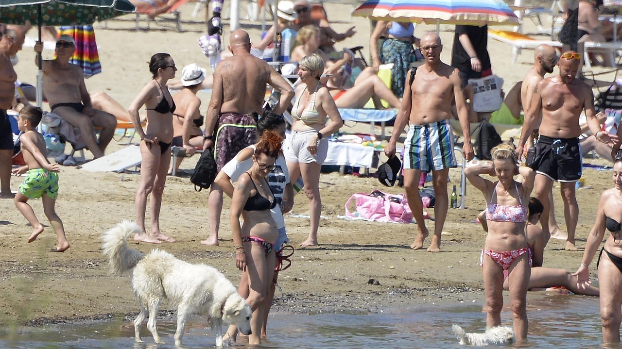 La Bau beach alla Fossa Maestra è. in uno stato di degrado che allontana gli amanti dei cani dal momento che non trovano alcun servizio La Bau beach alla Fossa Maestra è. in uno stato di degrado che allontana gli amanti dei cani dal momento che non trovano alcun servizio