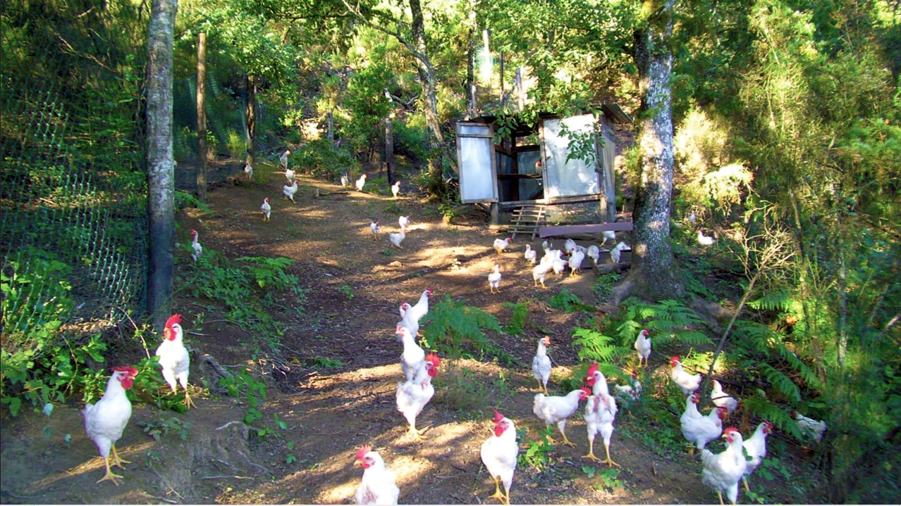 Alleva i polli di razza valdarnese bianca sulle colline di Montevarchi. Parteciperà ad un workshop sulle innovazioni guidate dalle donne in agricoltura e nelle aree rurali della rete europea.