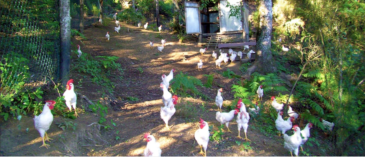 Alleva i polli di razza valdarnese bianca sulle colline di Montevarchi. Parteciperà ad un workshop sulle innovazioni guidate dalle donne in agricoltura e nelle aree rurali della rete europea.