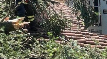 L’intervento dei vigili del fuoco per una pianta finita su un tetto