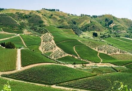 https://www.lanazione.it/image-service/view/acePublic/alias/contentid/YWZkMGQxYmEtMjAwMC00/0/il-gruppo-italiano-vini-cresce-nuova-acquisizione-in-sicilia.jpeg