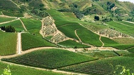 Per il Gruppo Italiano Vini un’altra acquisizione importante, con i 176 ettari delle Tenute Rapitalà in Sicilia Per il Gruppo Italiano Vini un’altra acquisizione importante, con i 176 ettari delle Tenute Rapitalà in Sicilia