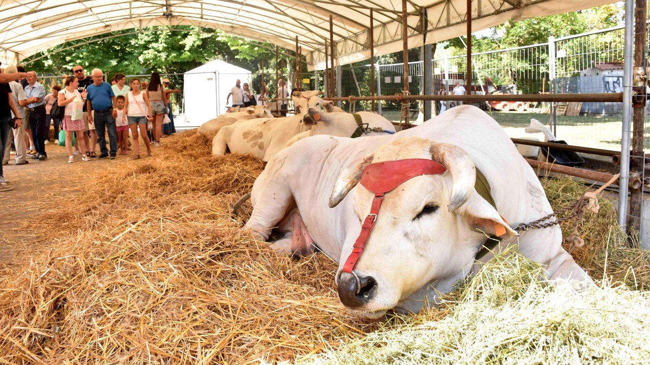 La Fiera di San Bartolomeo è una vetrina per le aziende zootecniche del territorio La Fiera di San Bartolomeo è una vetrina per le aziende zootecniche del territorio