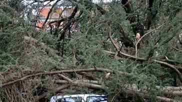 Sono passati 10 anni dal tremendo uragano che il 5 marzo 2015 si abbattè sul territorio cancellando un terzo del... Sono passati 10 anni dal tremendo uragano che il 5 marzo 2015 si abbattè sul territorio cancellando un terzo del...