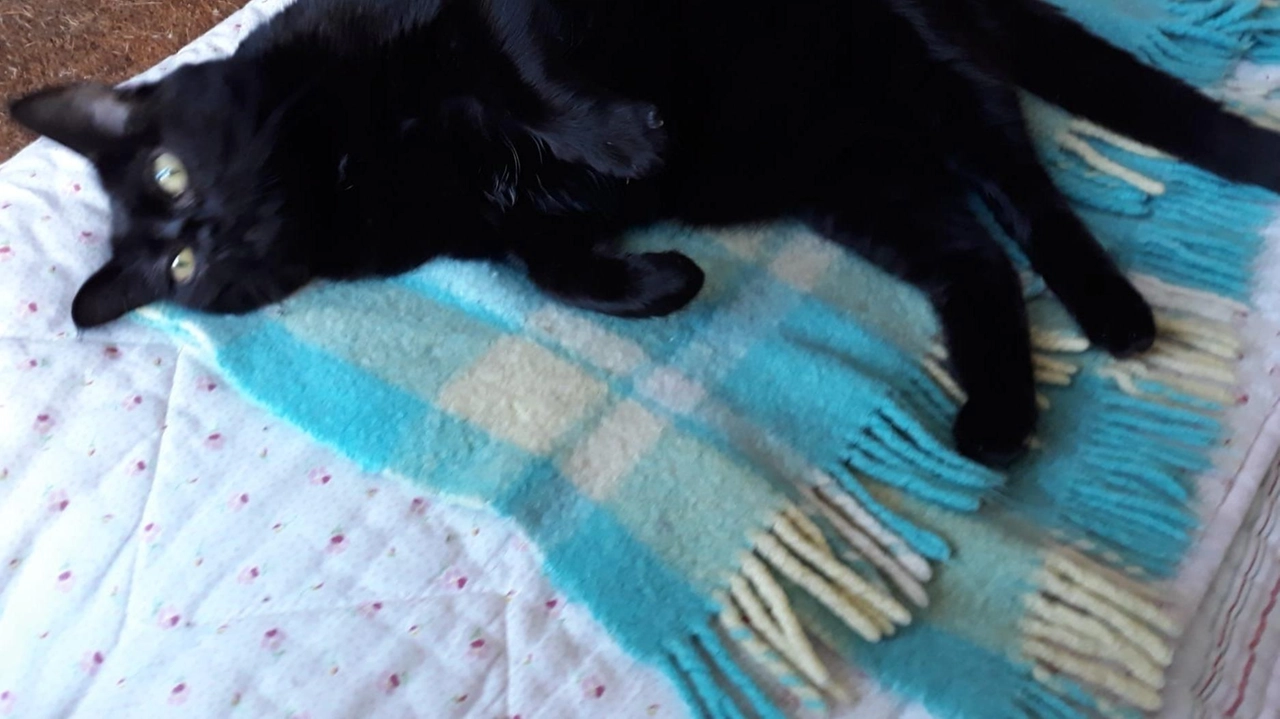Lulù, la gatta nera dagli occhi smeraldo di cui vi abbiamo parlato nell’edizione del 4 marzo scorso ha lasciato definitivamente il gattile Lulù, la gatta nera dagli occhi smeraldo di cui vi abbiamo parlato nell’edizione del 4 marzo scorso ha lasciato definitivamente il gattile