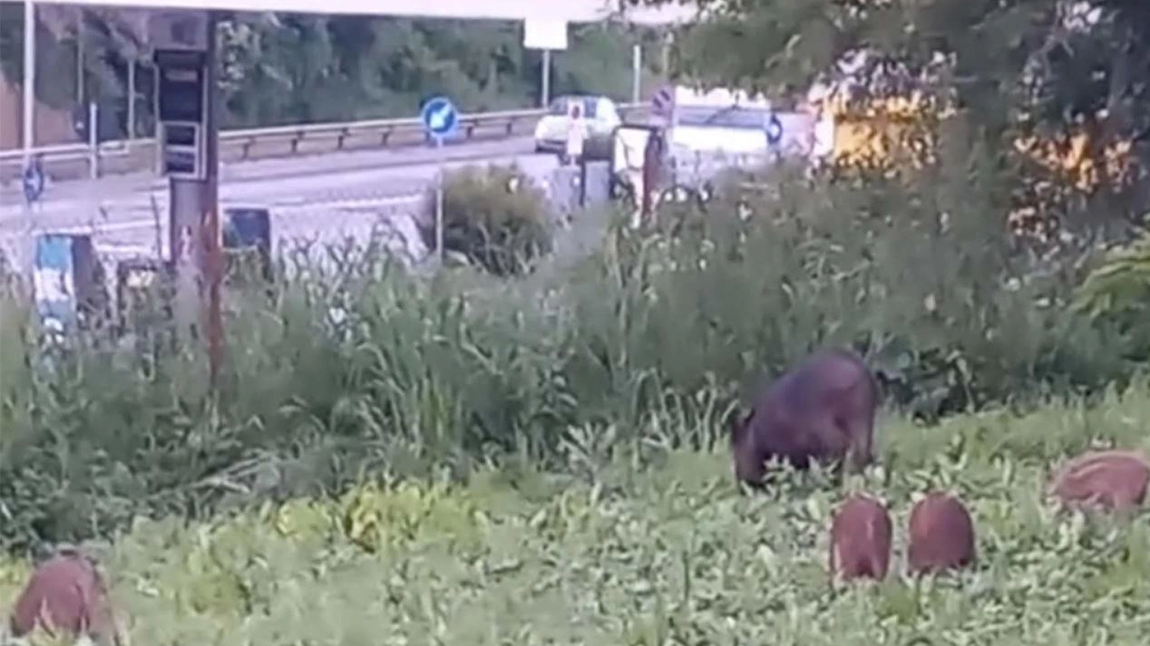 Pescaia, allarme cinghiali: "Erano dodici esemplari. Non si sono curati di me"