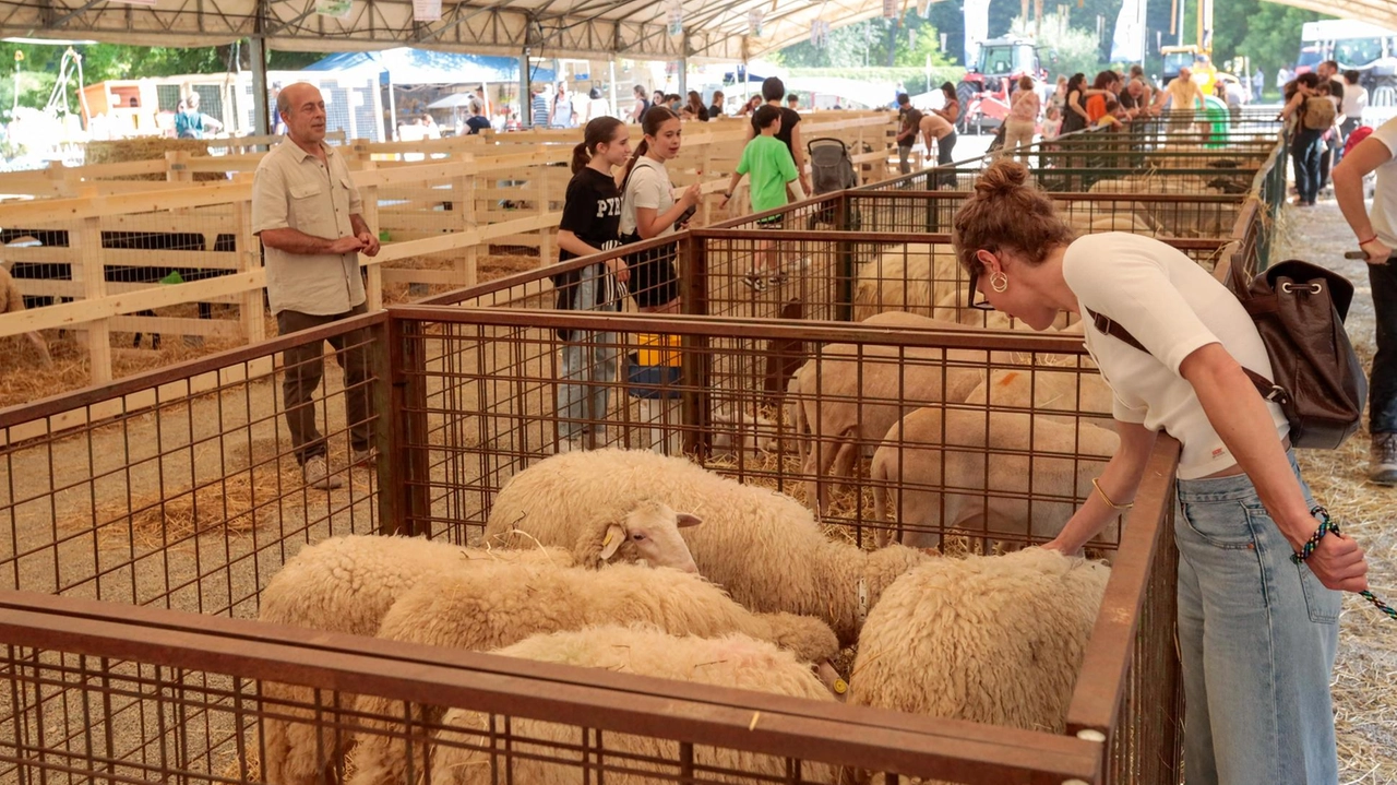 Il Foro Boario è sede della Fiera agricola Il Foro Boario è sede della Fiera agricola