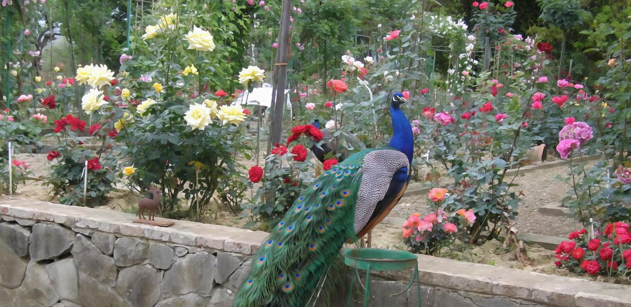 https://www.lanazione.it/image-service/view/acePublic/alias/contentid/YjEwMWQxZjUtZTE3Mi00/0/nel-nome-delle-rose-le-memorie-dei-fineschi-anime-e-storie-intrecciate-di-un-giardino-incantato.jpeg