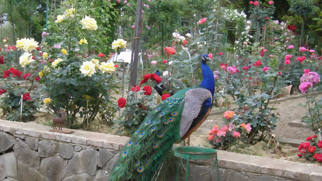 Nel nome delle rose. Le memorie dei Fineschi. Anime e storie intrecciate di un giardino incantato