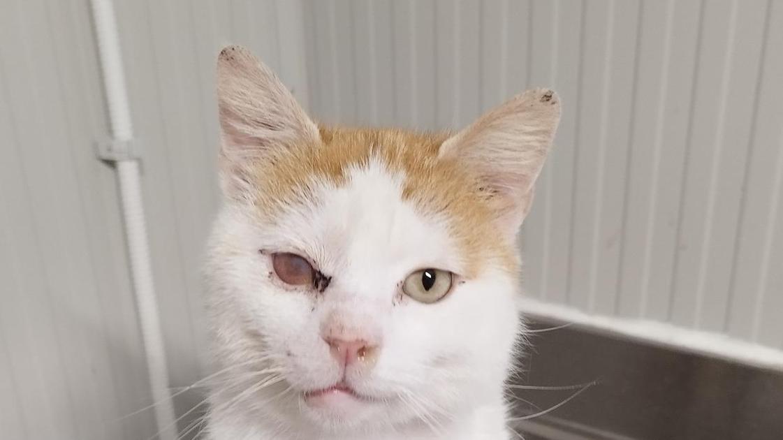 Odino, il nome fa paura. Ma lui ha un cuore d’oro