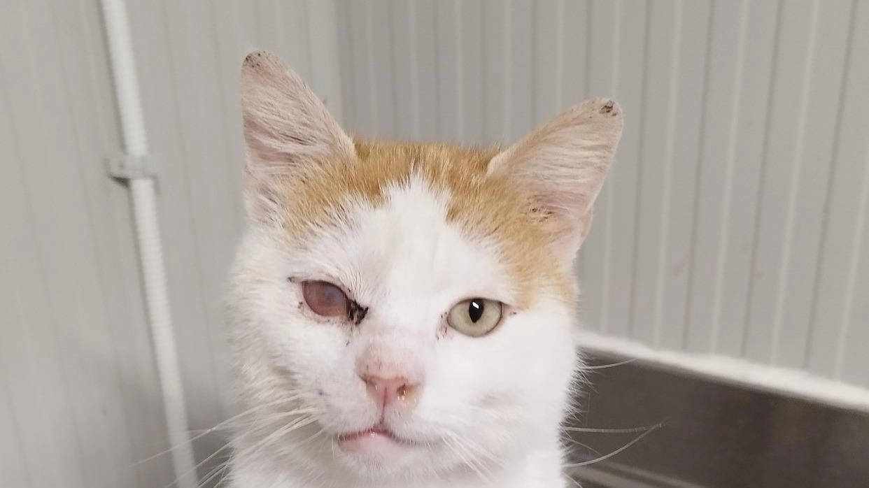 C’è un micione adulto che aspetta di essere adottato al gattile di San Venerio