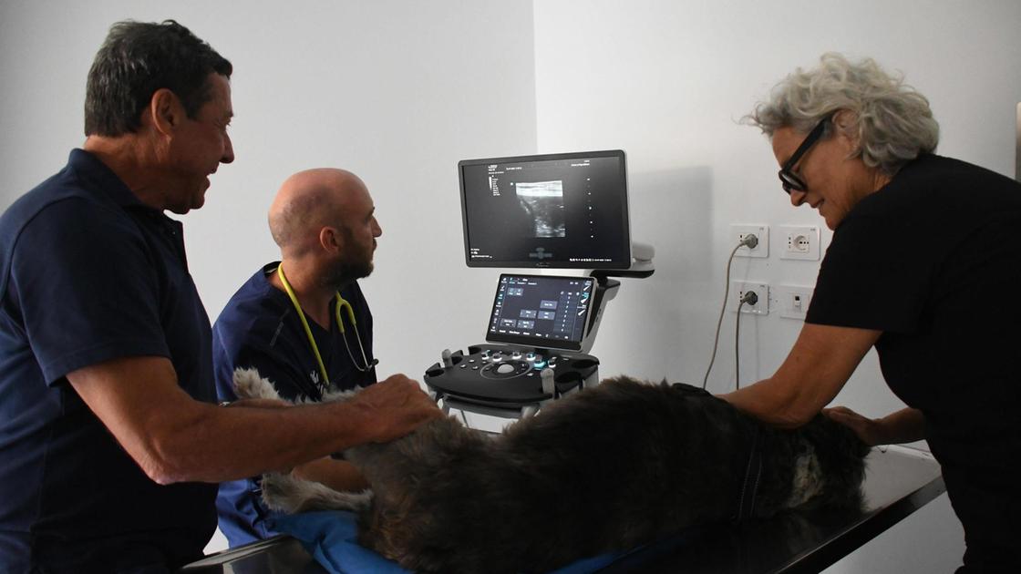 https://www.lanazione.it/image-service/view/acePublic/alias/contentid/YjI4Y2U4MmEtOWY3NS00/0/la-clinica-per-i-4-zampe-borghetti-si-sposta-e-apre-un-centro-medico-per-la-salute-di-cani-e-gatti.jpeg?f=16:9&w=1200&h=630