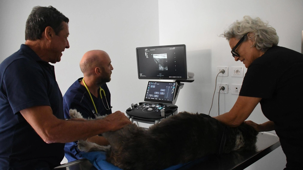 L’ospedale, che fa parte del circuito nazionale Anicura, si profila come un’eccellenza in Toscana. Apparecchiature uniche e 25 specialisti al lavoro . L’ospedale, che fa parte del circuito nazionale Anicura, si profila come un’eccellenza in Toscana. Apparecchiature uniche e 25 specialisti al lavoro .