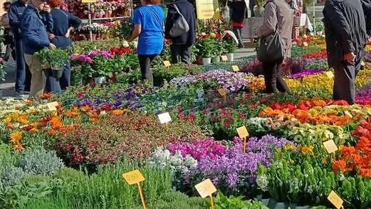 Torna domenica ’Massa in fiore’. Il centro storico di Massa si trasformerà in un enorme giardino fiorito, una festa all’insegna...