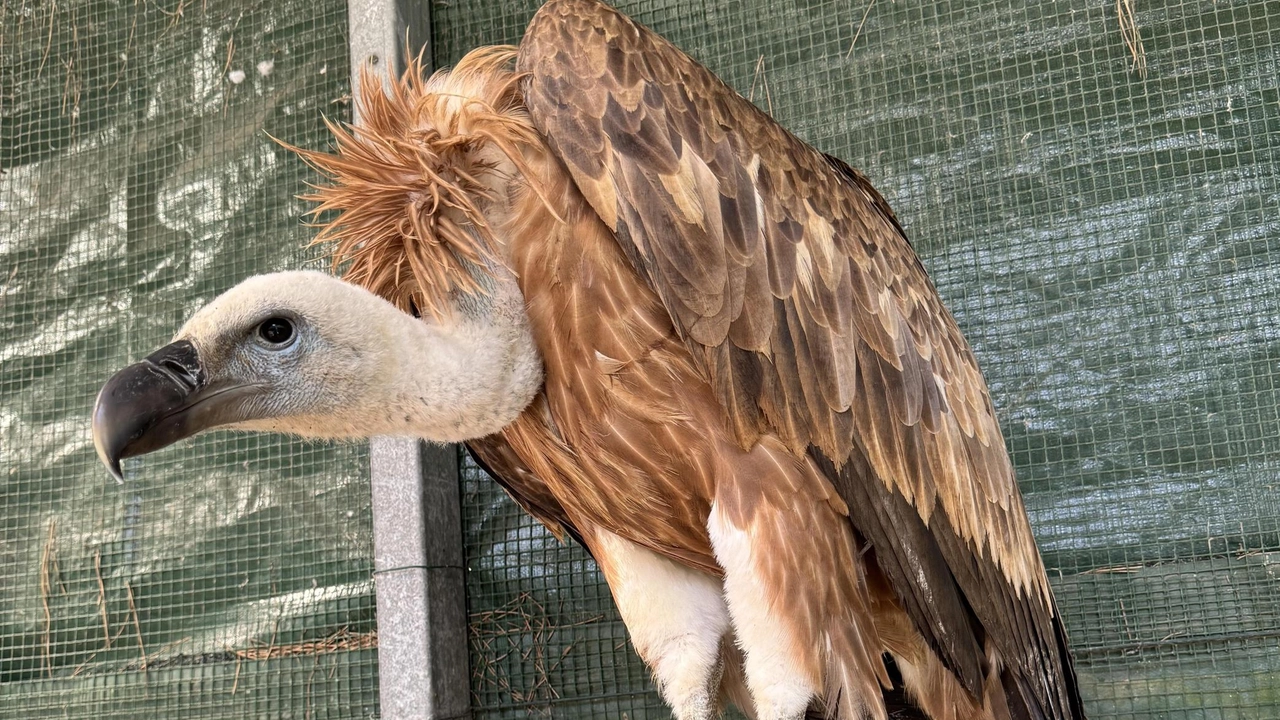 Il povero animale guarito che oggi verrà liberato nel parco Alle 11 l’appuntamento Il povero animale guarito che oggi verrà liberato nel parco Alle 11 l’appuntamento