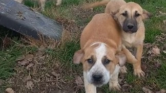 Cuccioli venduti da un'azienda sconosciuta al Fisco. Allevatore nei guai Cuccioli venduti da un'azienda sconosciuta al Fisco. Allevatore nei guai
