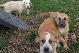 Cuccioli venduti in nero