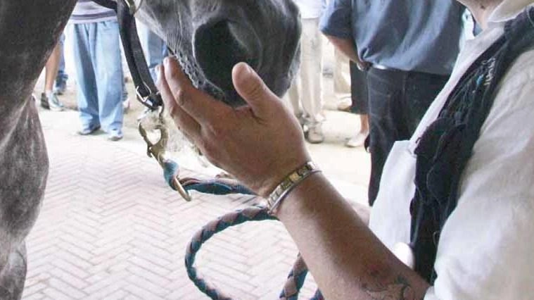 A Radicondoli ci sono oggi altri cinque cavalli fra cui Dostoevskij e Giordhan A Radicondoli ci sono oggi altri cinque cavalli fra cui Dostoevskij e Giordhan