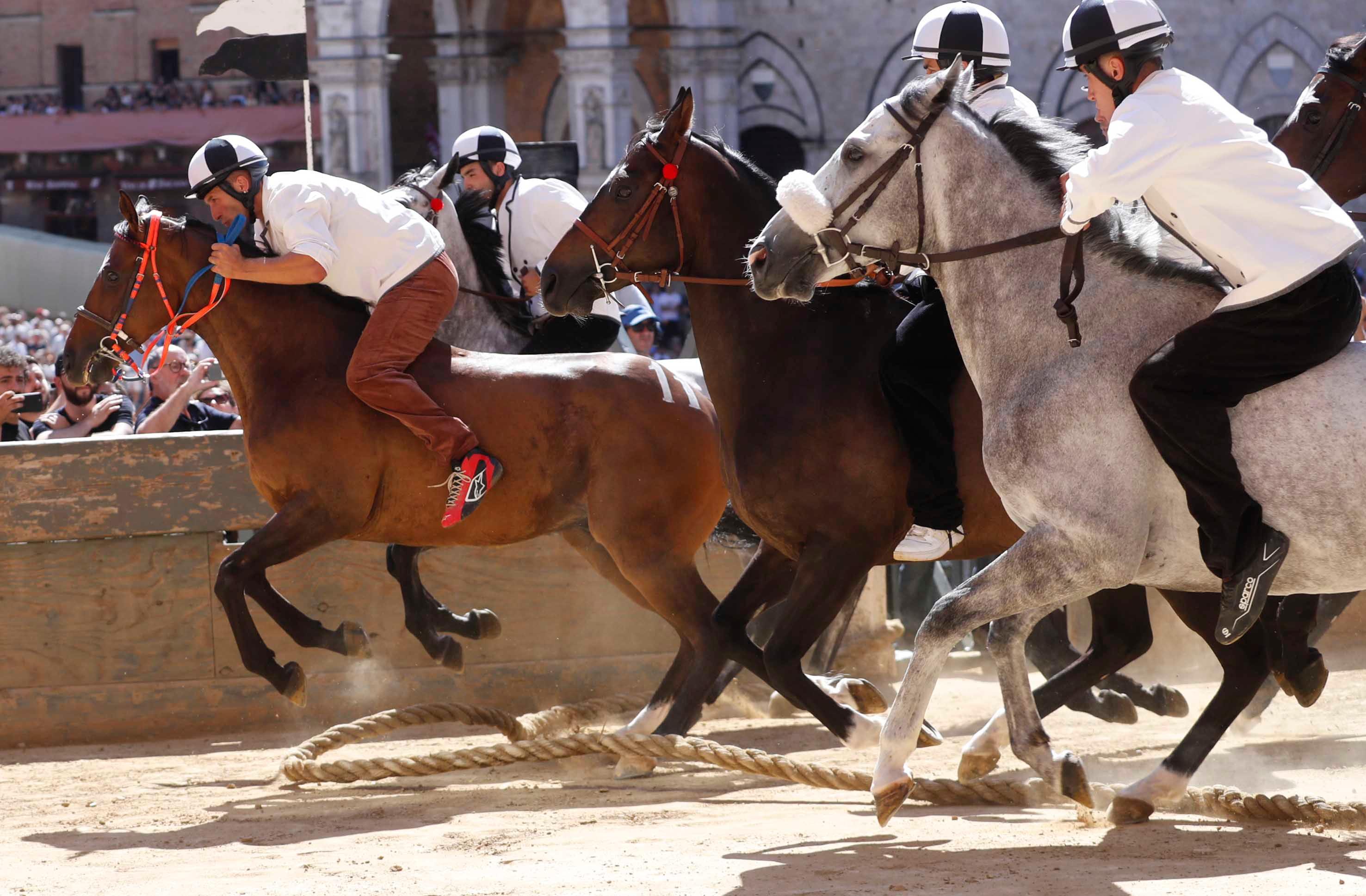 Palio del 2 luglio, assegnati i cavalli alle contrade Palio del 2 luglio, assegnati i cavalli alle contrade