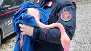 GUBBIO – A seguito delle forti raffiche di vento dei giorni scorsi, uno stormo di fenicotteri che stava attraversando gli...