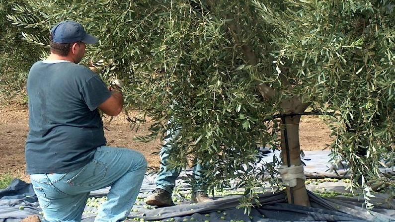I produttori lanciano l’allarme sulla mancanza di manodopera per la stagione I produttori lanciano l’allarme sulla mancanza di manodopera per la stagione