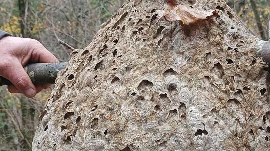 Il nido del “killer“ delle api. La vespa velutina trovata sopra un ciliegio a San Marco