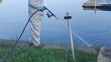 Nella notte tra domani e giovedì il Comune di Orbetello ha predisposto l’ultimo intervento straordinario contro la proliferazione dei moscerini... Nella notte tra domani e giovedì il Comune di Orbetello ha predisposto l’ultimo intervento straordinario contro la proliferazione dei moscerini...