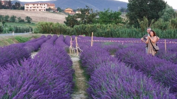 I giorni della lavanda, tuffo fra aromi e sapori. Ecco dove in Toscana