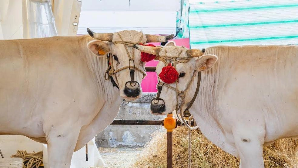 Ci sarà anche la mostra di razza chianina, nell’area della Fiera dell’Agricoltura, con circa 25 capi, laboratori, esposizione di animali,. trattori e. mezzi agricoli Ci sarà anche la mostra di razza chianina, nell’area della Fiera dell’Agricoltura, con circa 25 capi, laboratori, esposizione di animali,. trattori e. mezzi agricoli