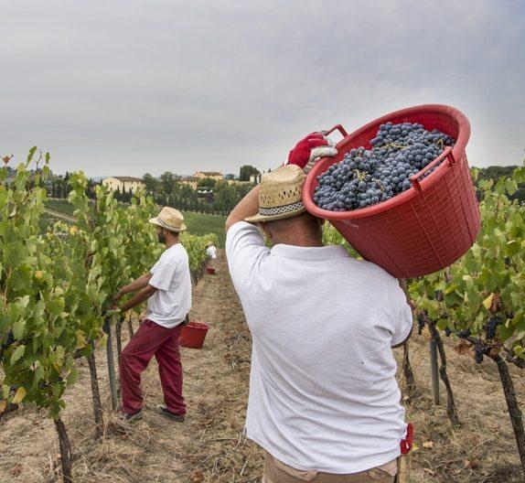parte la vendemmia e promette molto bene