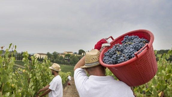 In Maremma è tutto pronto per l’inizio della vendemmia, una delle più promettenti degli ultimi anni. Le uve stanno maturando...