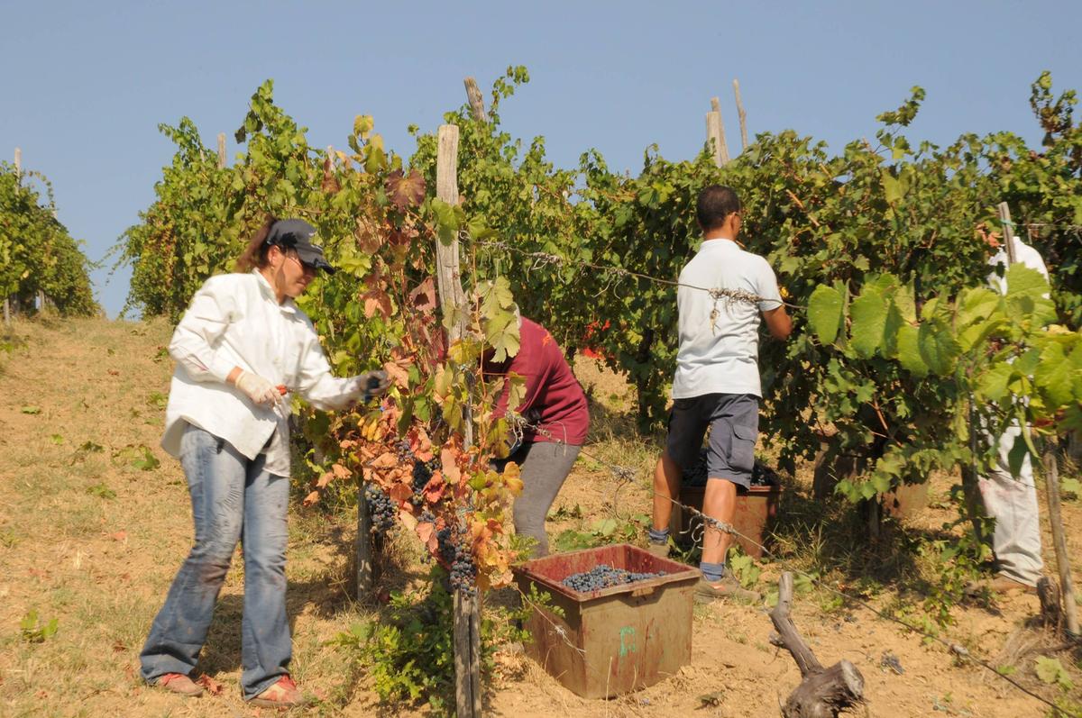 la vendemmia 2025 sar224 ottima qualit224 altissima per la maremma