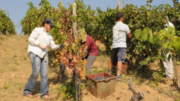 “La vendemmia 2025 sarà ottima”. Qualità altissima per la Maremma