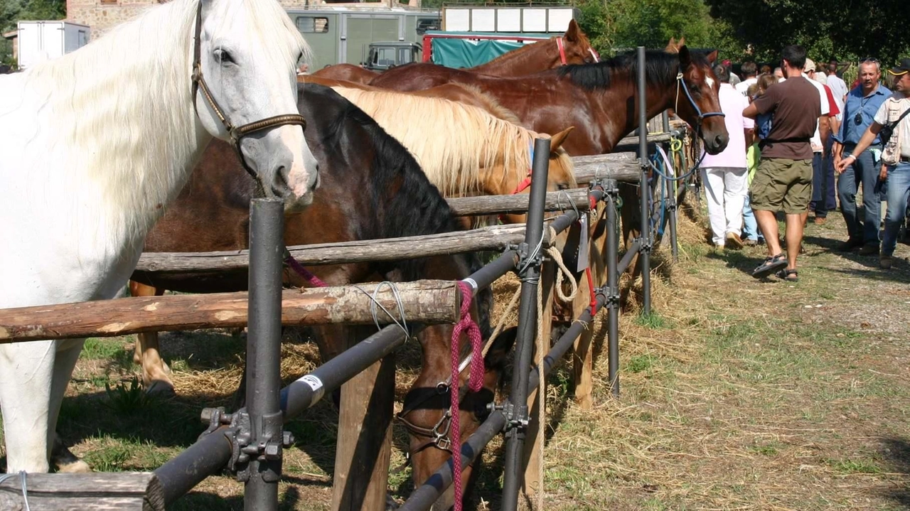 Domani si terrà la Fiera di Ghirlanda a Massa Marittima, con esposizione di bestiame, trattori d'epoca, mercato tradizionale e varie attività per tutte le età. Ingresso libero. Domani si terrà la Fiera di Ghirlanda a Massa Marittima, con esposizione di bestiame, trattori d'epoca, mercato tradizionale e varie attività per tutte le età. Ingresso libero.