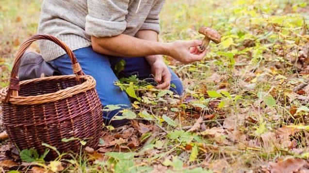 Inizia la stagione dei funghi Inizia la stagione dei funghi
