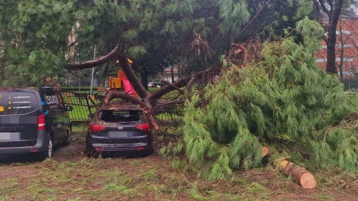Gli alberi che si sono abbattuti sulle auto in sosta al parco di San Ceccardo, poi chiuso dall’amministrazione Gli alberi che si sono abbattuti sulle auto in sosta al parco di San Ceccardo, poi chiuso dall’amministrazione