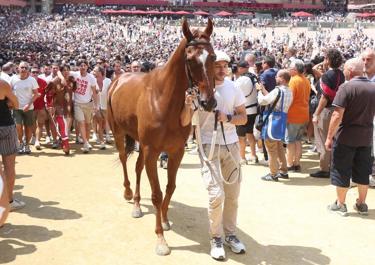 ungaros il 8217giraffino8217 abbraccio commosso al rientro in provenzano 200 un cavallo da palio
