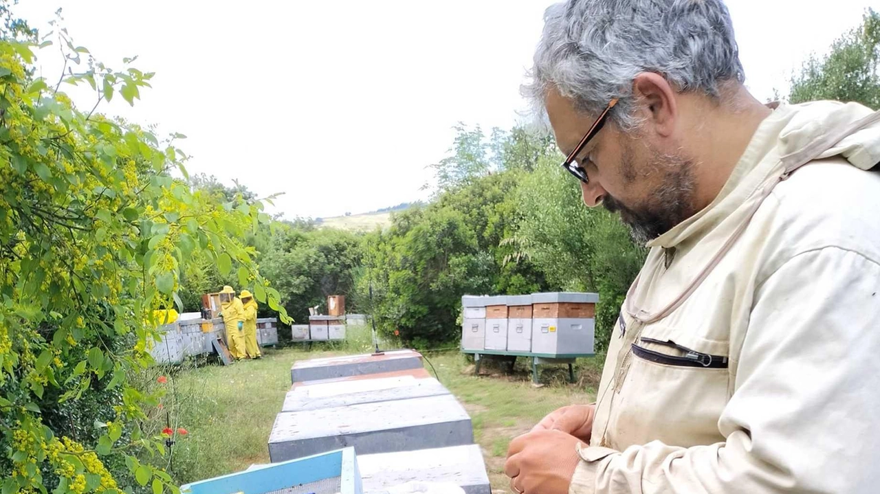 I giudici accolgono il ricorso dell’azienda ’La Pollinosa’ per Giannutri. Il Parco dell’Arcipelago aveva negato l’autorizzazione per le arnie. I giudici accolgono il ricorso dell’azienda ’La Pollinosa’ per Giannutri. Il Parco dell’Arcipelago aveva negato l’autorizzazione per le arnie.