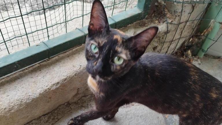 Chloe, un manto da dea. Socievole e coccolona Chloe, un manto da dea. Socievole e coccolona