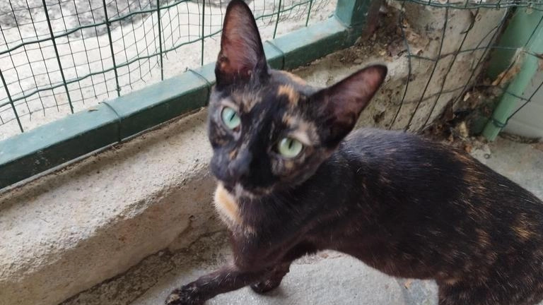Chloe è una bellissima gattina pezzata dai colori arancione, nero, cioccolato e crema in cerca di una famiglia Chloe è una bellissima gattina pezzata dai colori arancione, nero, cioccolato e crema in cerca di una famiglia