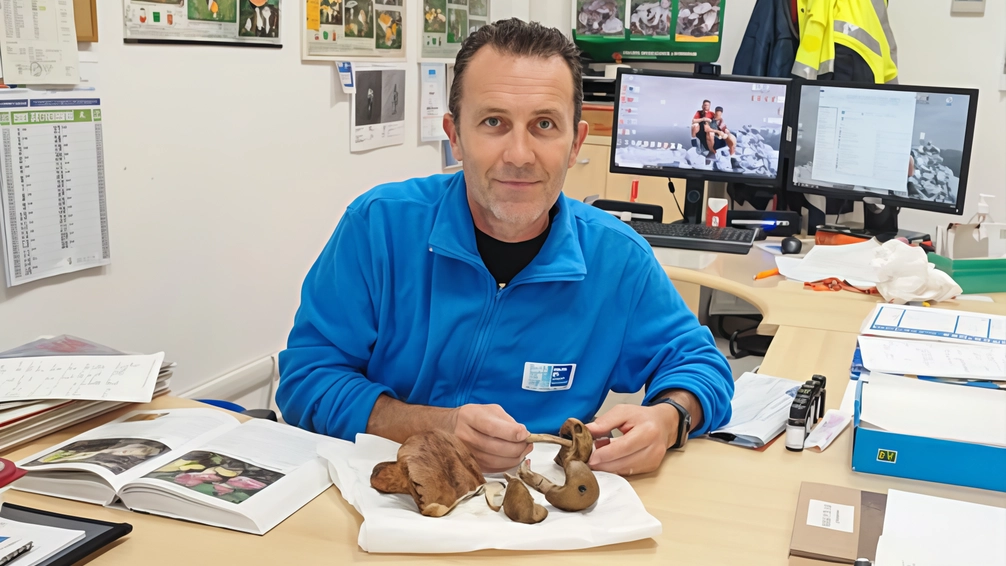 Riccardo Lubrano è il micologo della Asl. Qui è nel suo ufficio di Pietrasanta intento a valutare alcuni funghi