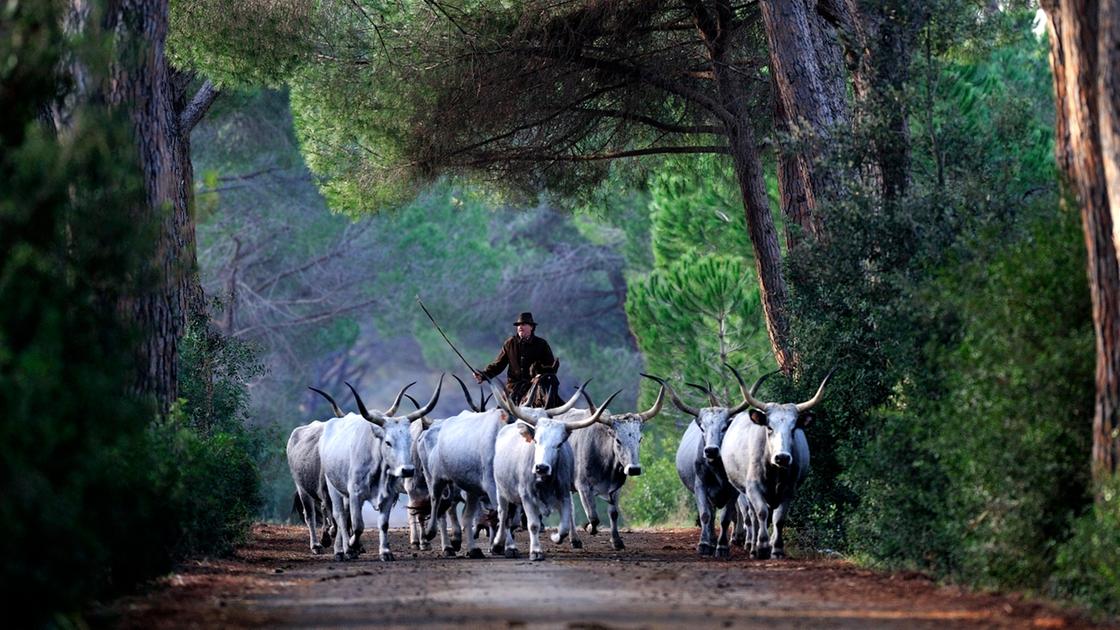 “Butteri tra storia e leggenda, ma rischiano di scomparire” “Butteri tra storia e leggenda, ma rischiano di scomparire”