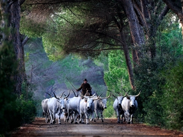 immagine articolo